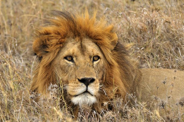 African lion on the Serengeti plains